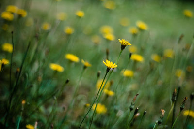 Close-up of yellow flowering plant on field