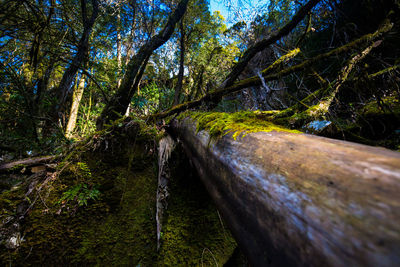 Trees growing in forest