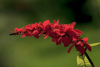 Close-up of red flowering plant