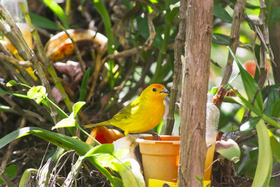 Bird perching on tree trunk