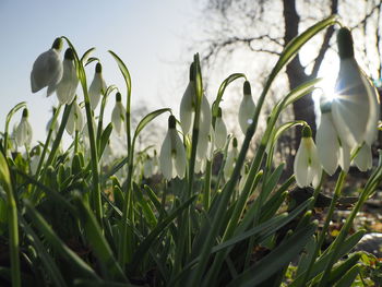 Close-up of white flowering plants on field