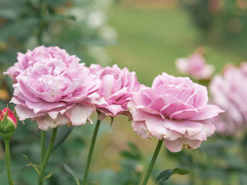 Close-up of pink roses