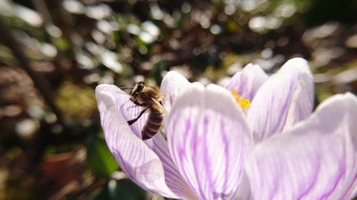 Close-up of bee pollinating on purple flower