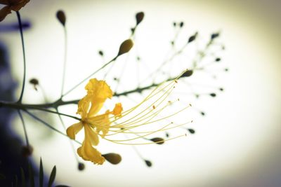 Close-up of flower against blurred background