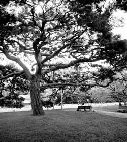 Trees on field against sky
