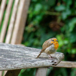 Close-up of bird perching on wood