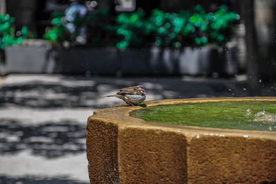 Close-up of bird perching on leaf