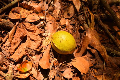 High angle view of fruits on tree