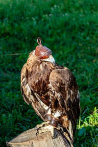 Close-up of bird