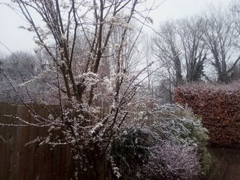 Bare trees against sky during winter