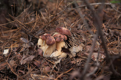 Close-up of mushroom growing on field