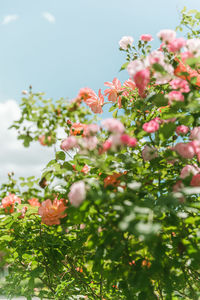 Low angle view of pink cherry blossom