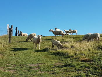 Sheep on grassy field against sky