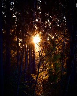 Close-up of tree at night