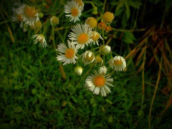 Close-up of yellow flowers blooming outdoors