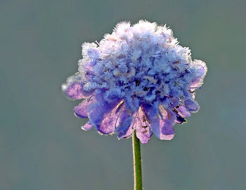 Close-up of flower against blurred background