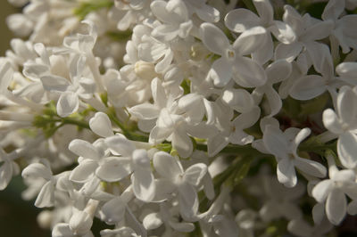 Close-up of white flowering plant