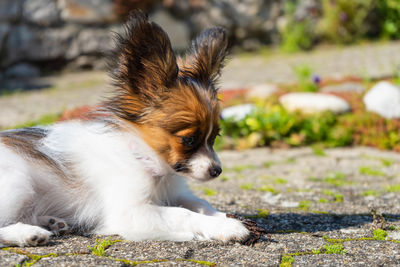 Dog looking away on field