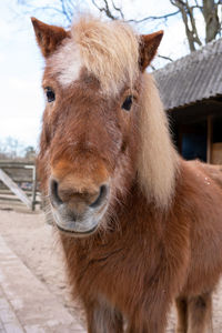 Close-up of a horse