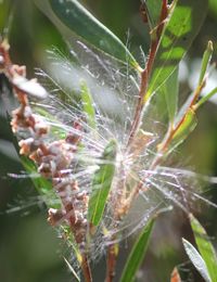 Close-up of plant against blurred background