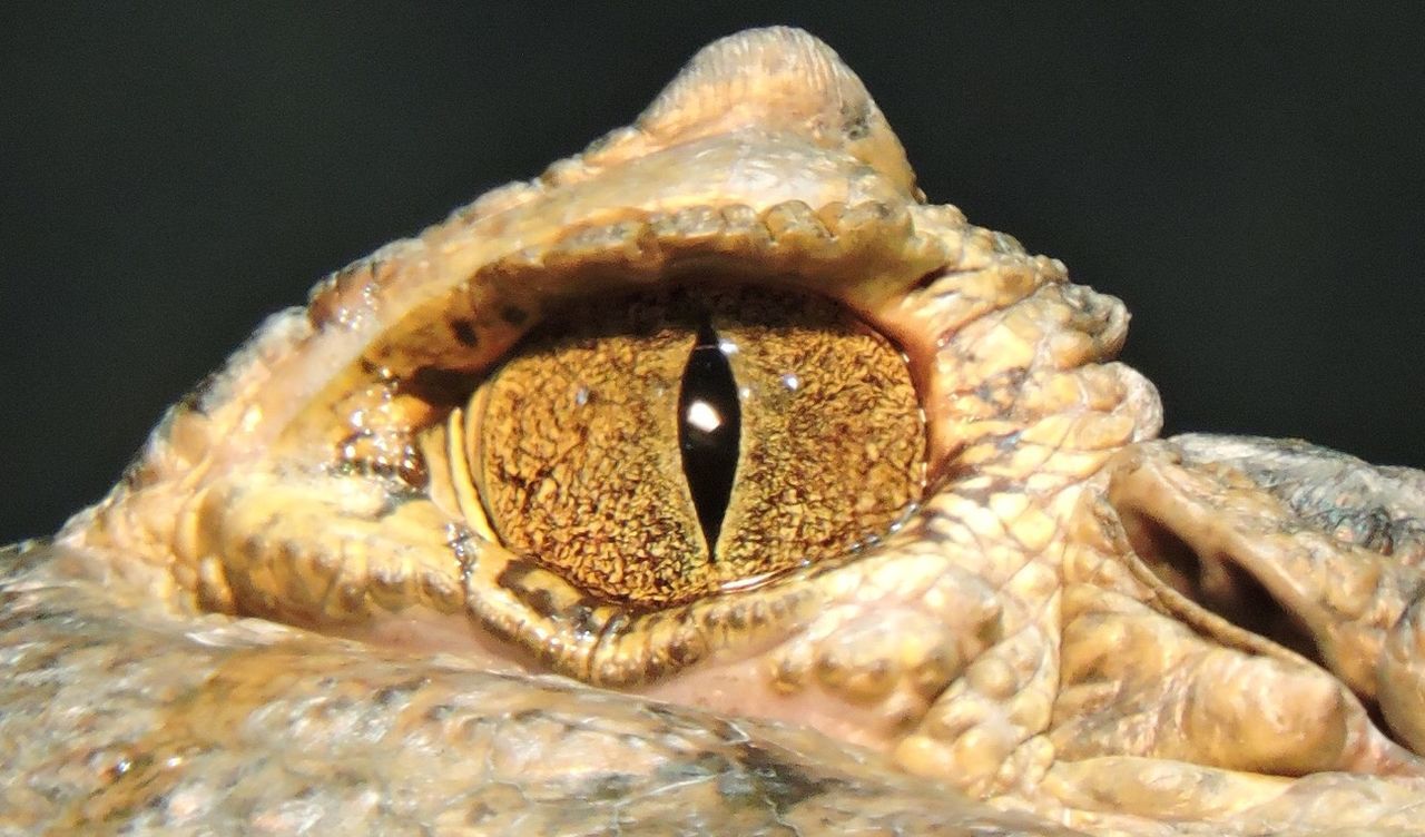 Crocodile eyes