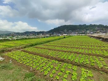 Scenic view of agricultural field against sky