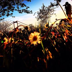 View of flowers in park