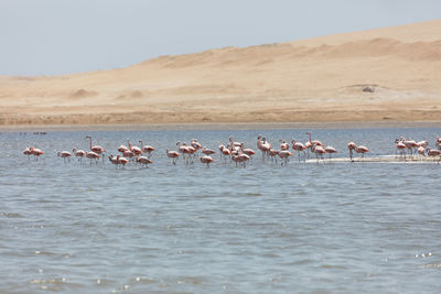 Flock of birds in lake