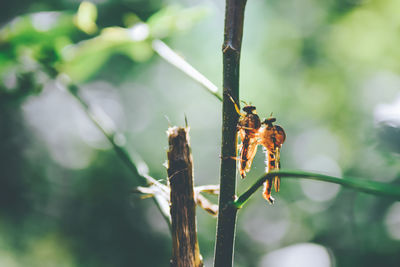 Close-up of insect on plant