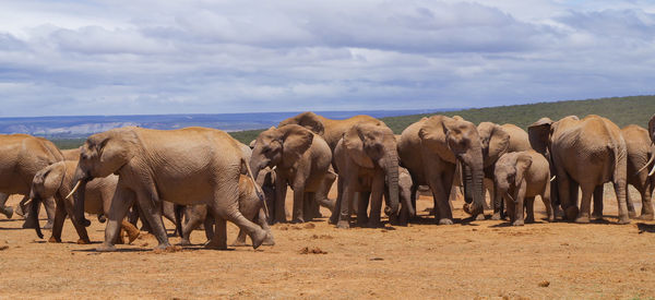 Elephants in the nature reserve in national park south africa