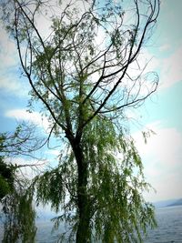 Bare trees against cloudy sky