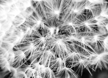 Close-up of dandelion