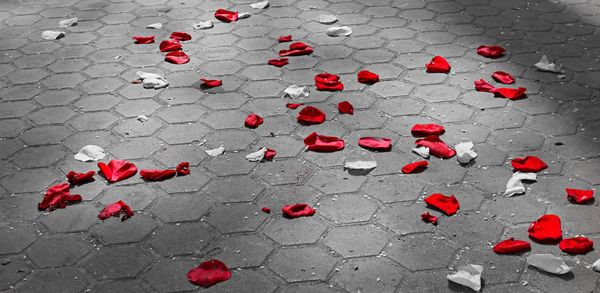 High angle view of red rose on footpath