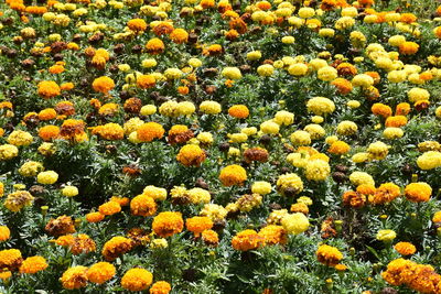 Full frame of yellow flowers blooming in field