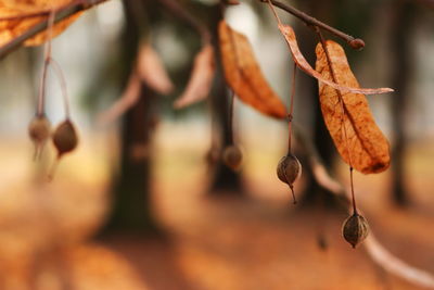 Close-up of plant against blurred background