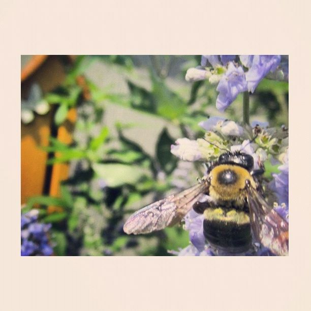 animal themes, one animal, animals in the wild, wildlife, insect, flower, transfer print, close-up, focus on foreground, perching, auto post production filter, pollination, beauty in nature, nature, bee, fragility, butterfly, bird, petal, plant