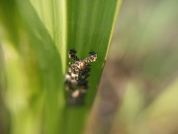 Macro photo of an insect in the garden