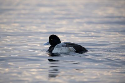 Duck swimming in a lake