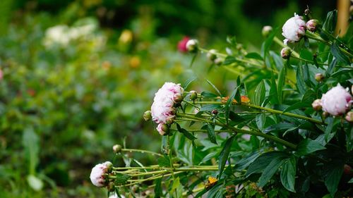 Close-up of white flowering plant