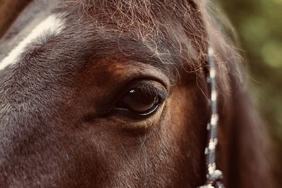 Close-up of a horse