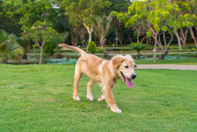 Dog running in a park