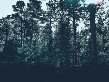 Low angle view of trees in forest against sky