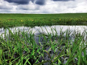 Scenic view of field against cloudy sky