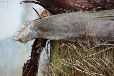 Close-up of bird