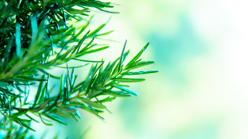 Close-up of raindrops on tree branch