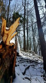 View of trees on snow covered field