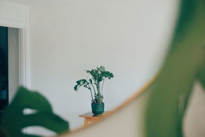 Close-up of potted plant at home