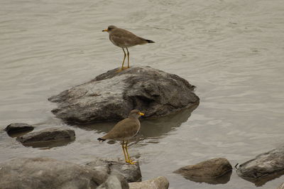 Bird perching on rock by lake