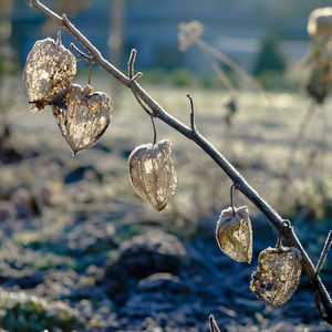 Close-up of frost on dried winter cherry
