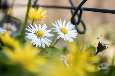 Close-up of yellow flowering plant in field